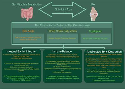 The bridge of the gut–joint axis: Gut microbial metabolites in rheumatoid arthritis